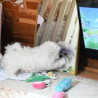 Giovanni, a female Maltese for sale in Baxter Springs, KS – Photo 8 of 10