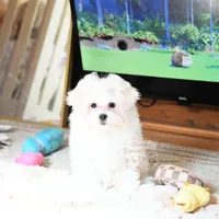 Giovanni, a female Maltese for sale in Baxter Springs, KS – Photo 5 of 10