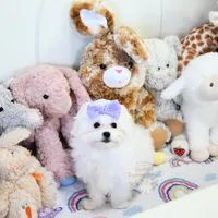 Giovanni, a female Maltese for sale in Baxter Springs, KS – Photo 1 of 10