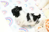 Angelica, a female Morkie and Mal Shi for sale in Baxter Springs, KS – 3 of 9