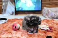 Tiny Mickey, a male Shih Tzu for sale in Baxter Springs, KS – 3 of 10