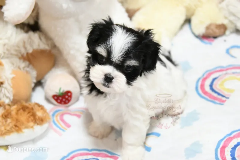Angelica – Morkie, Mal Shi puppy for sale in Baxter Springs, KS