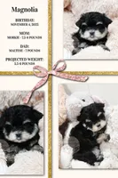 Tiny Magnolia, a female Morkie for sale in Baxter Springs, KS – Photo 10 of 10