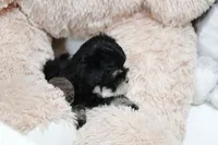 Tiny Magnolia, a female Morkie for sale in Baxter Springs, KS – Photo 6 of 10