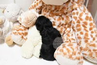 Tiny Magnolia, a female Morkie for sale in Baxter Springs, KS – Photo 8 of 10