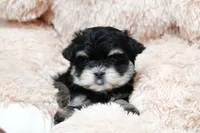 Tiny Magnolia, a female Morkie for sale in Baxter Springs, KS – Photo 3 of 10