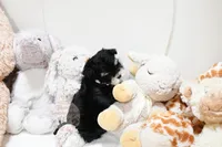 Tiny Magnolia, a female Morkie for sale in Baxter Springs, KS – Photo 4 of 10