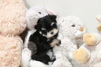 Tiny Magnolia, a female Morkie for sale in Baxter Springs, KS – Photo 1 of 10