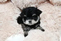 Tiny Magnolia, a female Morkie for sale in Baxter Springs, KS – Photo 9 of 10