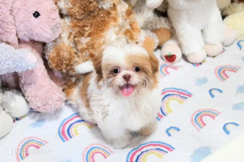 Chocolate Peony – Shih Tzu puppy for sale in Baxter Springs, KS