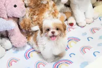 Chocolate Peony, a female Shih Tzu for sale in Baxter Springs, KS – 3 of 10