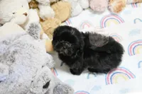 Dakota, a male Mal Shi for sale in Baxter Springs, KS – 2 of 10