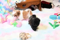Stunning Sage, a male Shih Tzu for sale in Baxter Springs, KS – 6 of 10