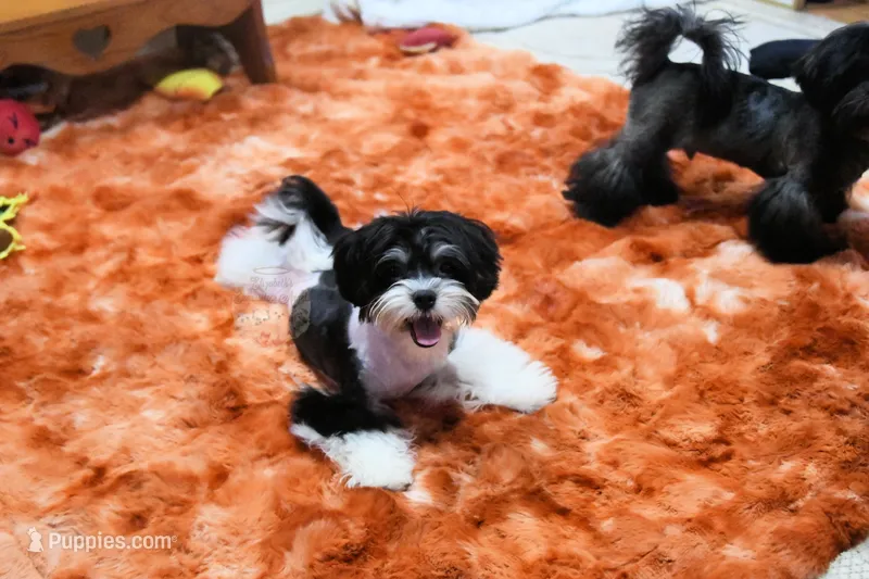 Chucky – Morkie, Mal Shi puppy for sale in Baxter Springs, KS