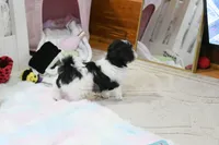 Chucky, a male Morkie and Mal Shi for sale in Baxter Springs, KS – 7 of 10
