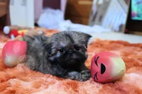 Tiny Minnie, a female Shih Tzu for sale in Baxter Springs, KS – 2 of 10