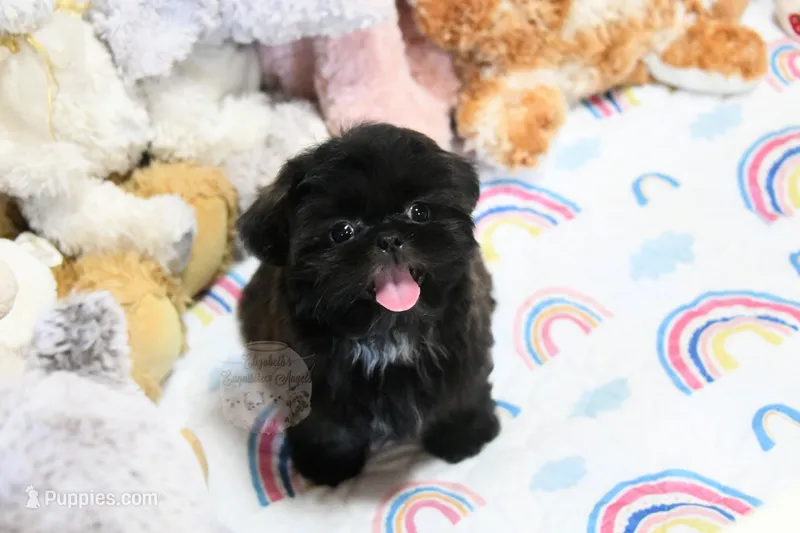 Stunning Sage – Shih Tzu puppy for sale in Baxter Springs, KS