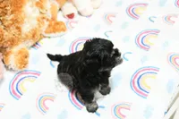 Pickles, a male Morkie and Mal Shi for sale in Baxter Springs, KS – 10 of 10