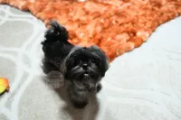 Stunning Sage, a male Shih Tzu for sale in Baxter Springs, KS – 5 of 10