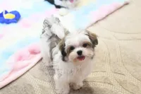 Little Phil, a male Morkie and Mal Shi for sale in Baxter Springs, KS – 9 of 10