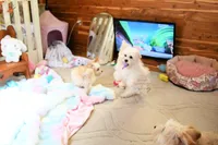 Beautiful Truett, a male Morkie for sale in Baxter Springs, KS – Photo 10 of 10