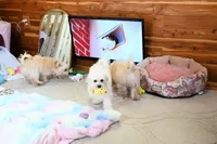 Beautiful Truett, a male Morkie for sale in Baxter Springs, KS – Photo 5 of 10