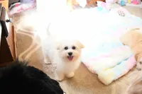 Beautiful Truett, a male Morkie for sale in Baxter Springs, KS – Photo 4 of 10