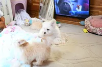 Beautiful Truett, a male Morkie for sale in Baxter Springs, KS – Photo 9 of 10