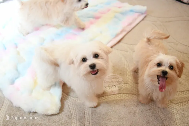 Beautiful Truett – Morkie puppy on hold in Baxter Springs, KS