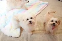 Beautiful Truett, a male Morkie for sale in Baxter Springs, KS – Photo 1 of 10