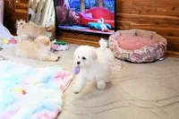 Beautiful Truett, a male Morkie for sale in Baxter Springs, KS – Photo 8 of 10