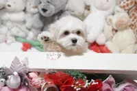 processed/7a5e70c1-ae8b-4c4c-bb77-42092f29b730/listing/c938c81c-57c4-4f5c-9460-4de462f39126/65f389a9-9be7-442d-985f-b740e040baee