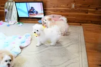 Beautiful Truett, a male Morkie for sale in Baxter Springs, KS – Photo 6 of 10