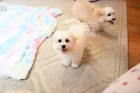 Beautiful Truett, a male Morkie for sale in Baxter Springs, KS – Photo 3 of 10