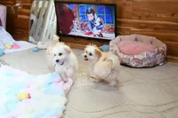 Beautiful Truett, a male Morkie for sale in Baxter Springs, KS – Photo 7 of 10