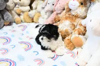 Chucky, a male Morkie and Mal Shi for sale in Baxter Springs, KS – 5 of 10