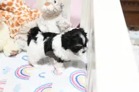 Chucky, a male Morkie and Mal Shi for sale in Baxter Springs, KS – 4 of 7