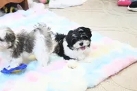 Chucky, a male Morkie and Mal Shi for sale in Baxter Springs, KS – 7 of 10