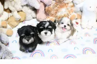 Chucky, a male Morkie and Mal Shi for sale in Baxter Springs, KS – 2 of 10