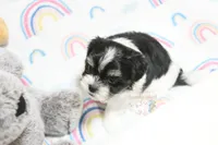 Chucky, a male Morkie and Mal Shi for sale in Baxter Springs, KS – 5 of 7
