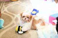 Chocolate Peony, a female Shih Tzu for sale in Baxter Springs, KS – 2 of 10