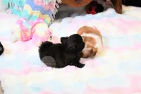 Stunning Sage, a male Shih Tzu for sale in Baxter Springs, KS – 8 of 10