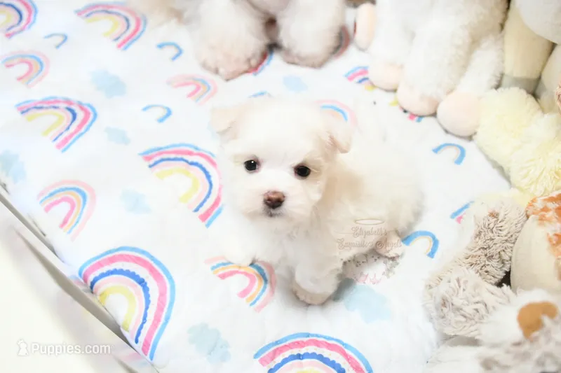 Sweetums – Maltese puppy for sale in Baxter Springs, KS