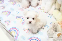 Sweetums, a male Maltese for sale in Baxter Springs, KS – 1 of 10