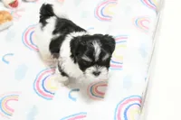 Chucky, a male Morkie and Mal Shi for sale in Baxter Springs, KS – 3 of 7