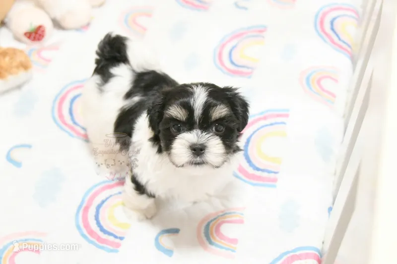 Chucky – Morkie, Mal Shi puppy for sale in Baxter Springs, KS