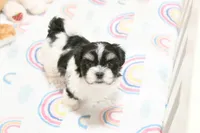 Chucky, a male Morkie and Mal Shi for sale in Baxter Springs, KS – 1 of 7