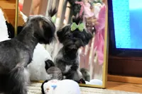 processed/7a5e70c1-ae8b-4c4c-bb77-42092f29b730/listing/d8ffdcb5-1022-4094-8c09-cdf0e81e46f4/4679a938-699c-449c-9000-9f2bf77742dc