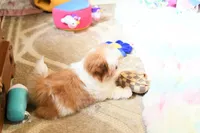 Chocolate Peony, a female Shih Tzu for sale in Baxter Springs, KS – 8 of 10