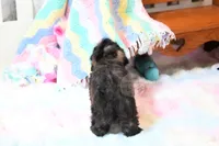 Stunning Sage, a male Shih Tzu for sale in Baxter Springs, KS – 7 of 10